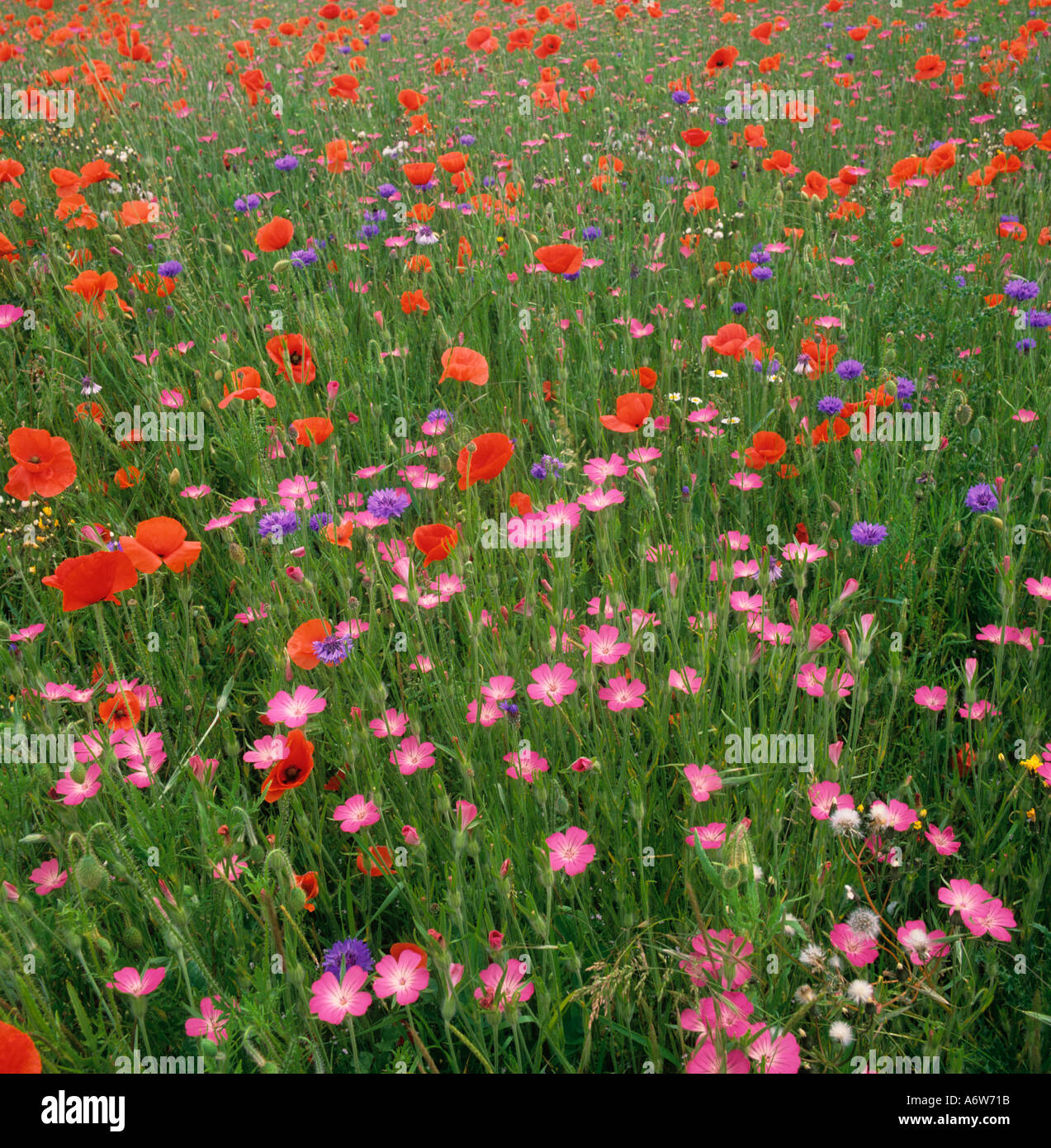 Wilde Wiese Blumen Mais Mohnblumen Mais-Hahn Agrostemma githago Stockfoto