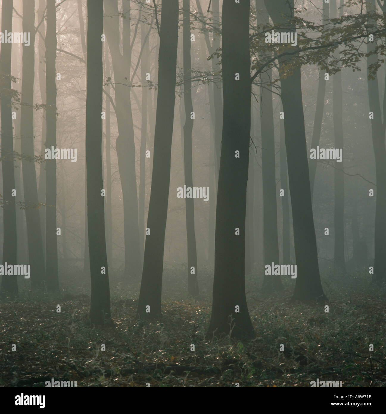 Misty Morning in Chiltern Buche Holz UK Stockfoto