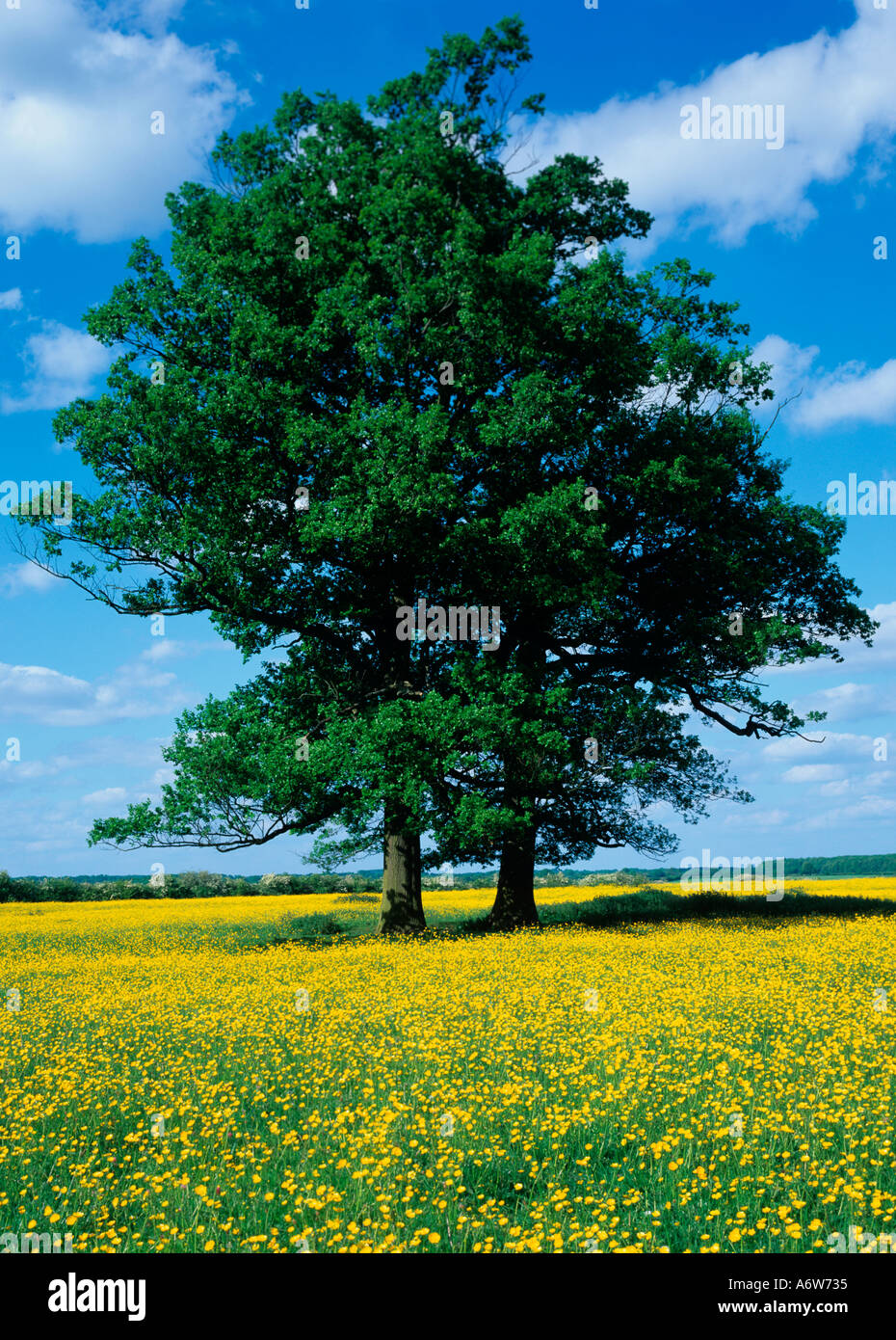 Eichen in Buttercup Wiesen Hertfordshire Stockfoto