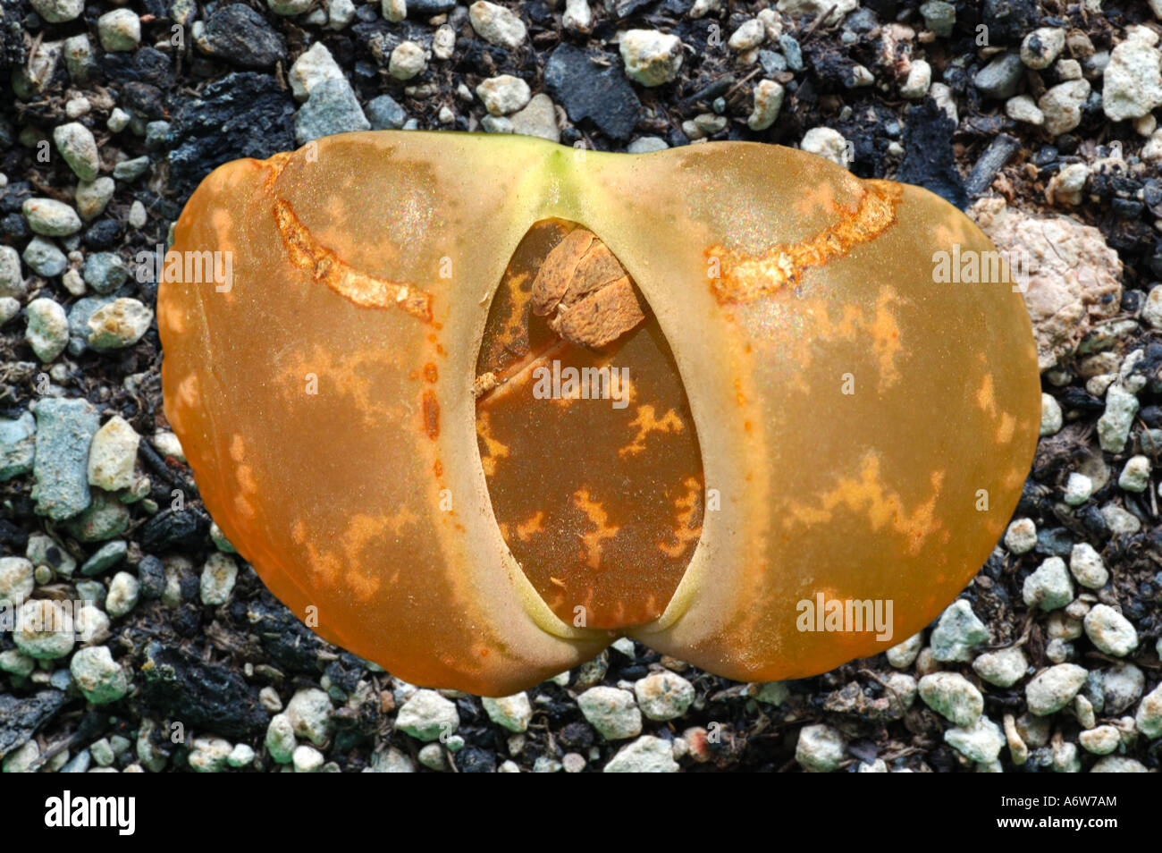 Entwicklung eines neuen Paares von Blätter, Lithops lesliei Stockfoto