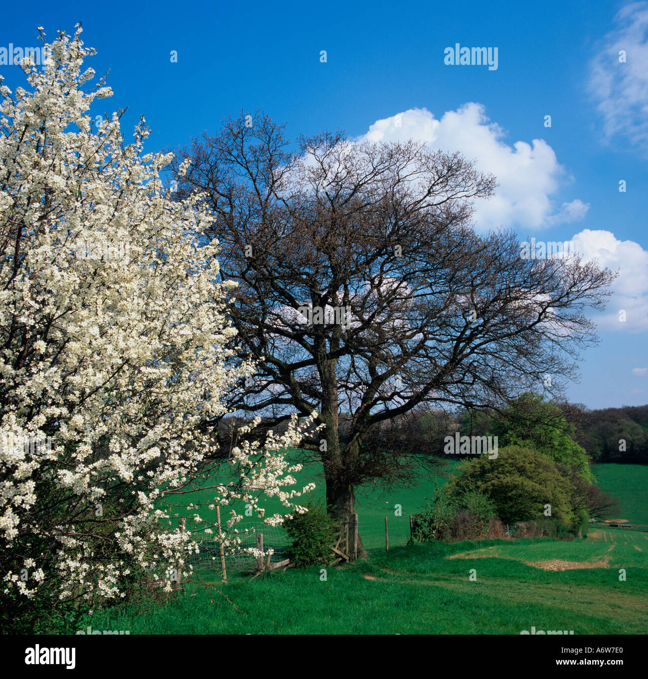 Schlehdornblüte Prunus spinosa und Eiche in Hecken Stockfoto