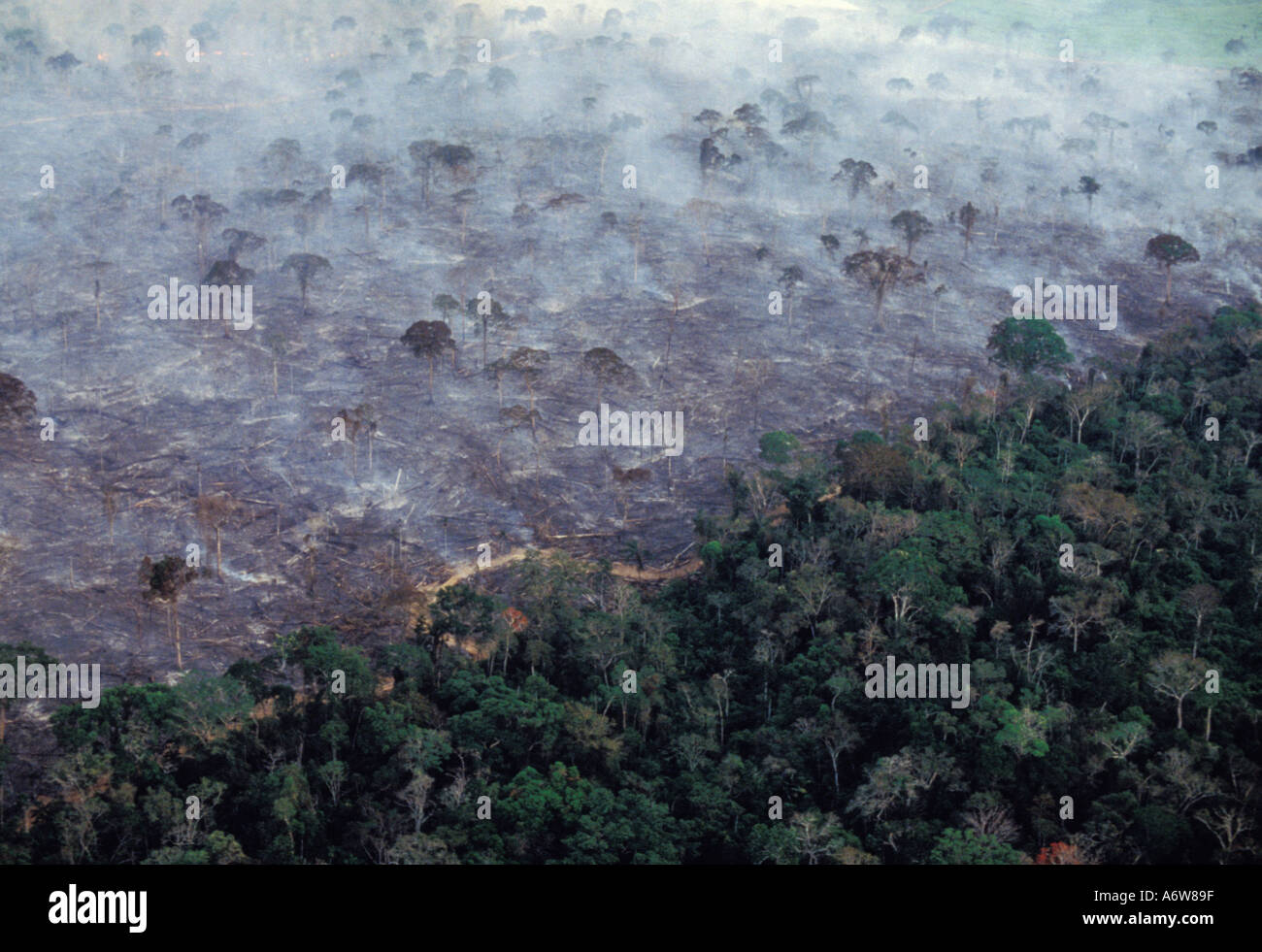 Amazonas-Regenwald brennen Entwaldung Bundesstaat Acre Brasilien Stockfoto