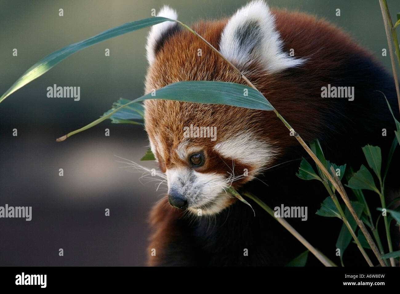 Roter Panda (Ailurus Fulgens) Essen Bambus Stockfoto