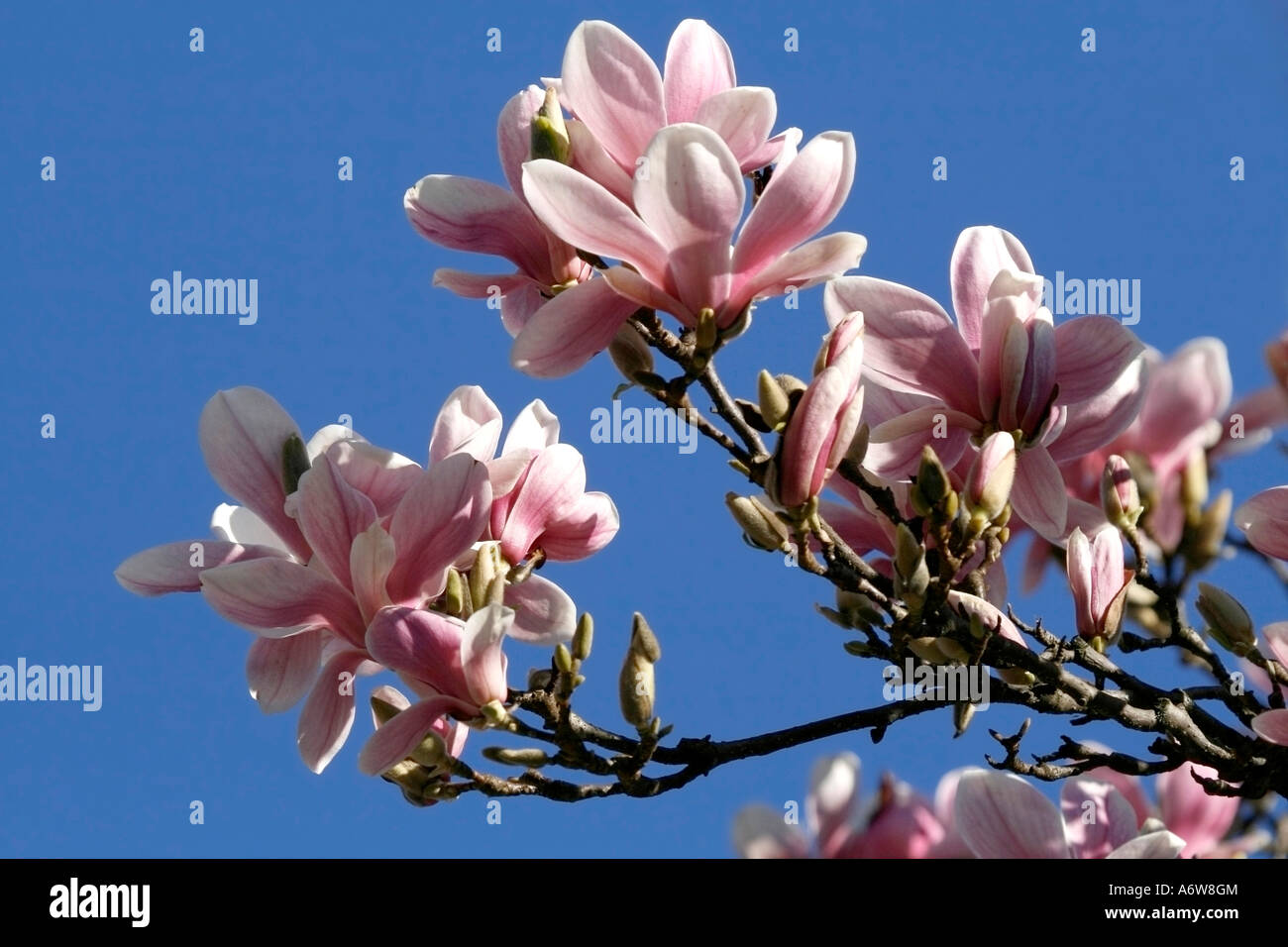 Magnolia Blüten Stockfoto