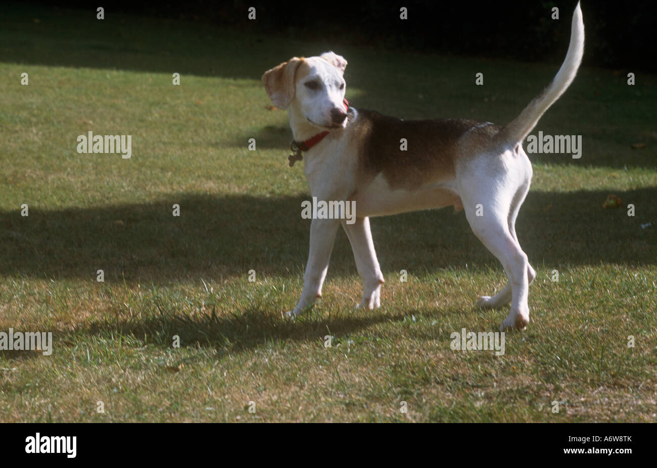 Beagle Welpen Stockfoto