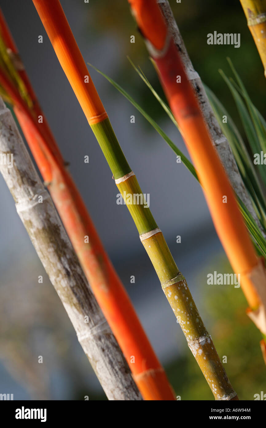 Rotes Wachs Palm (Crytostachys Lakka), Abdichtung Tanjung Puting Nationalpark, Zentral-Kalimantan, Borneo, Indonesien Stockfoto