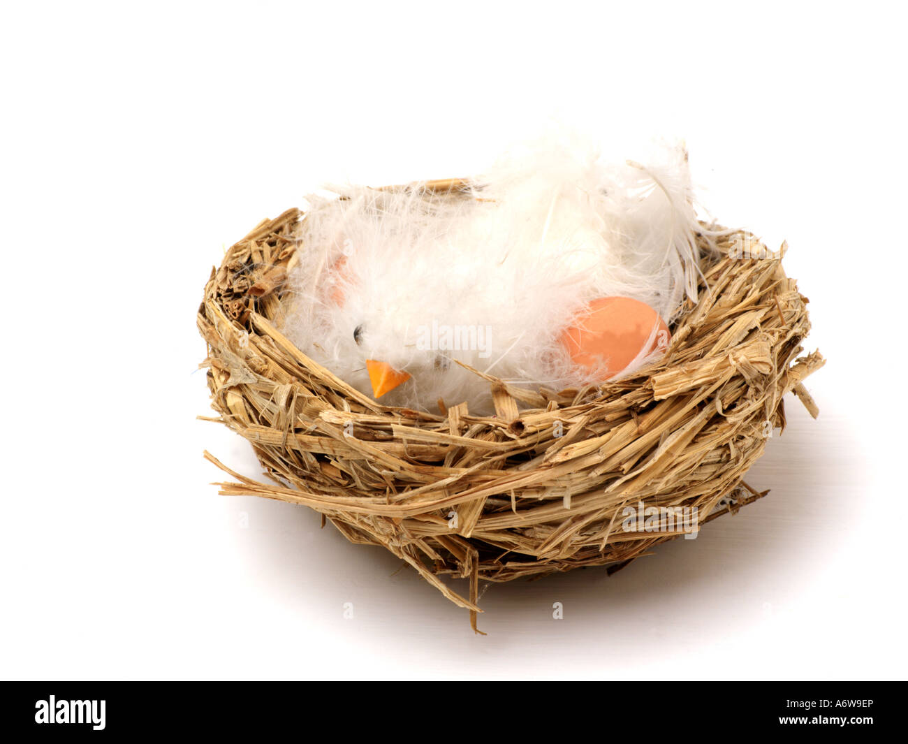 Küken in einem Nest Stockfoto