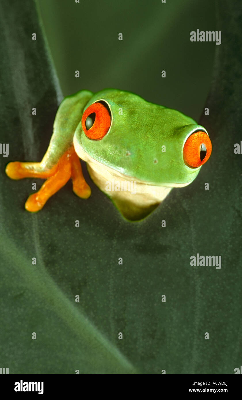 Red eyed Laubfrosch Stockfoto