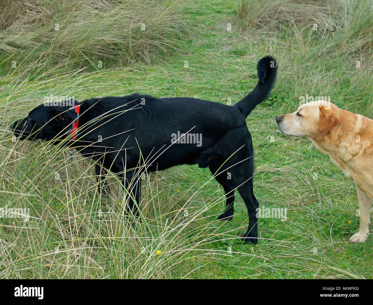 PR, zwei Hunde, eine Kontaktaufnahme mit den anderen Stockfoto