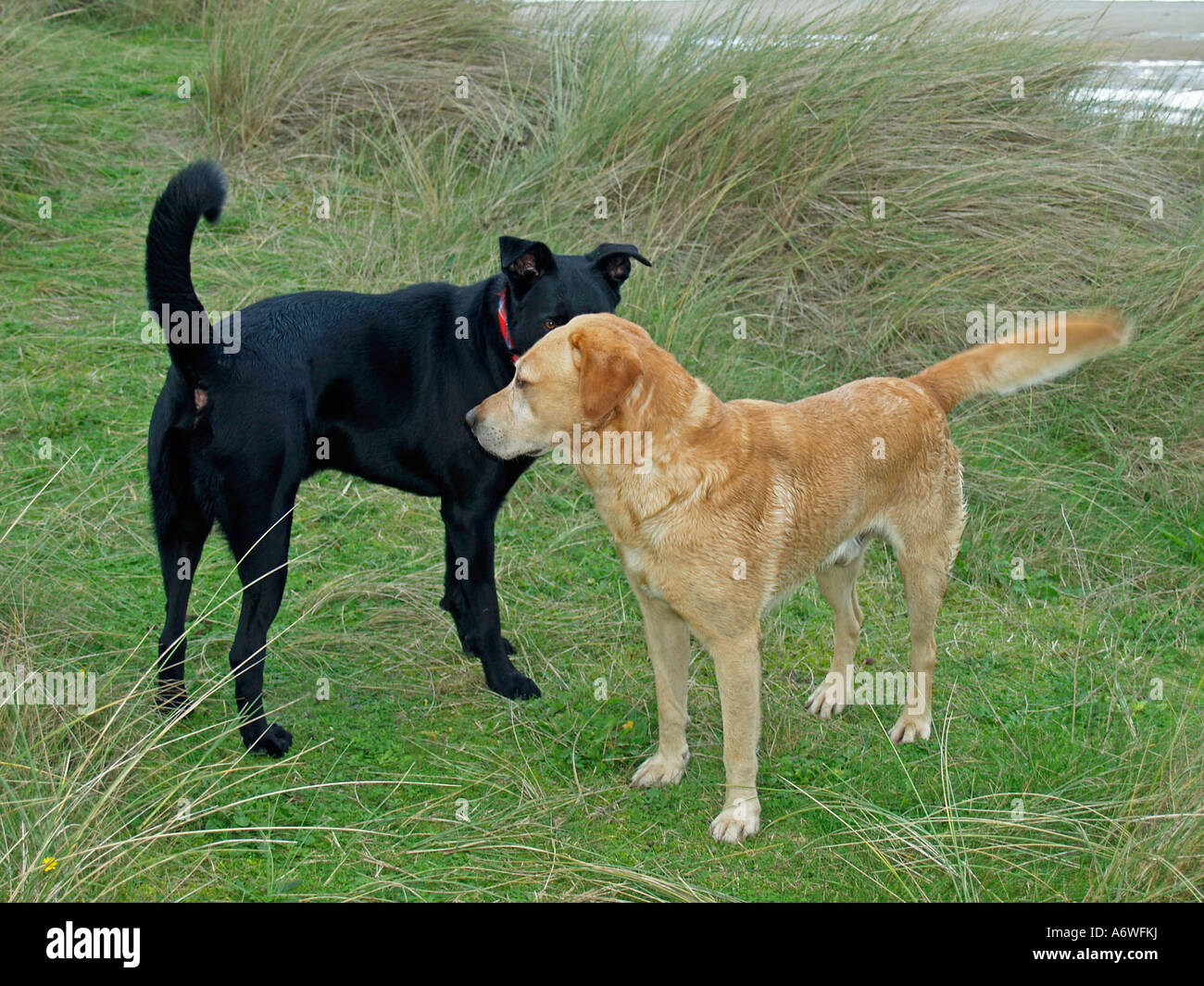 PR zwei Hunde treffen einander kontaktieren Stockfoto