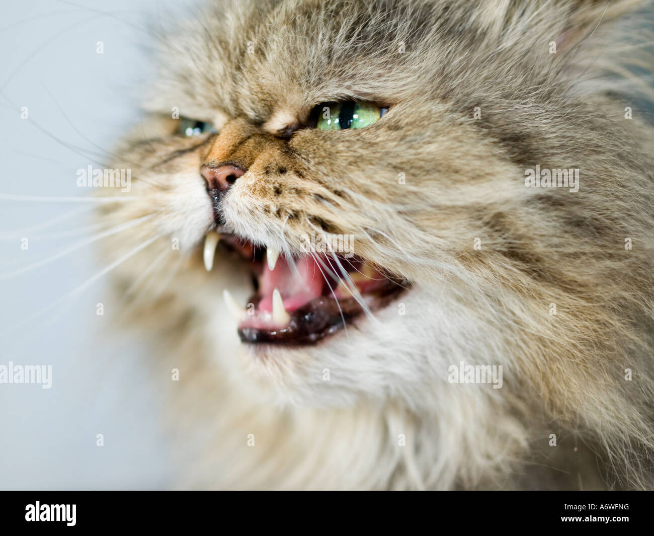 PR aggressive Perserkatze Zischen und zeigt die Zähne Stockfoto