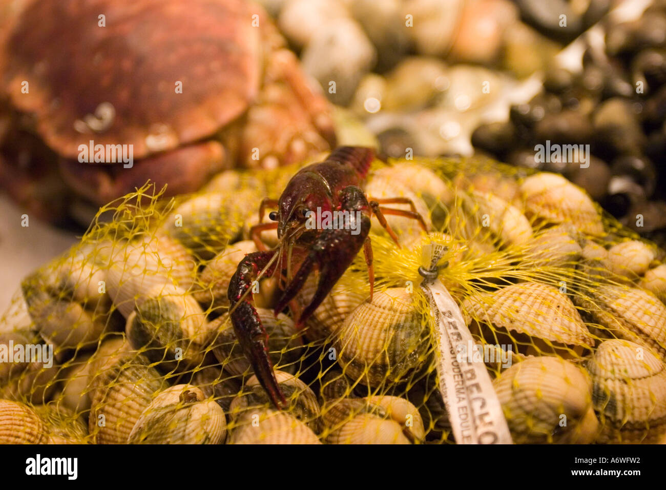 Shel Fisch zum Verkauf auf dem Mercat De La Boqueria-Markt in der Nähe der Ramblas in Barcelona, Spanien, Europa Stockfoto