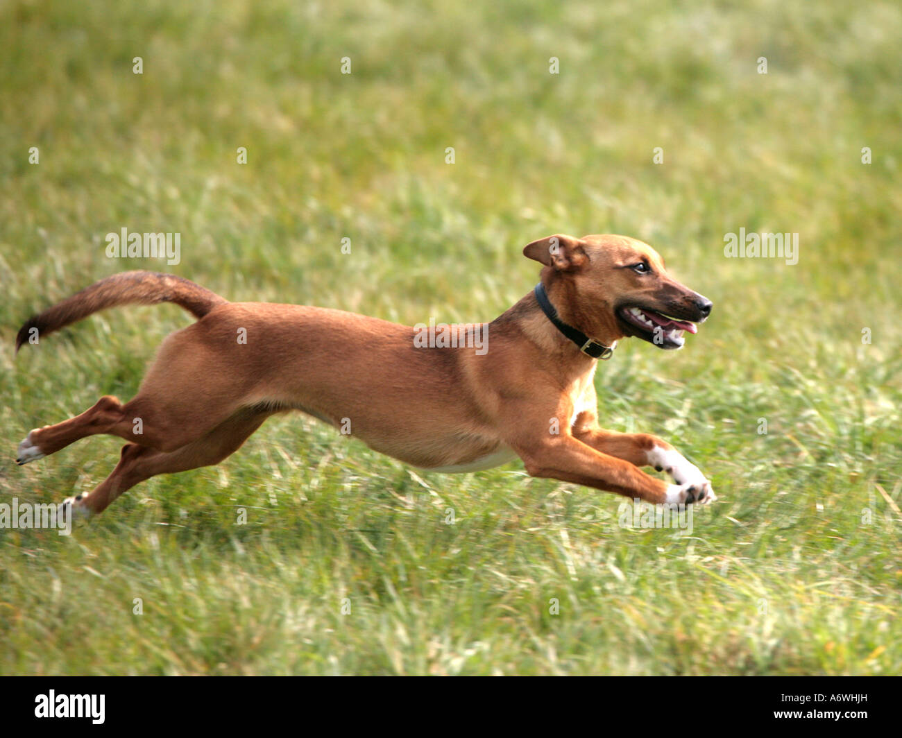 Ein junger Terrier in einem Feld. Stockfoto