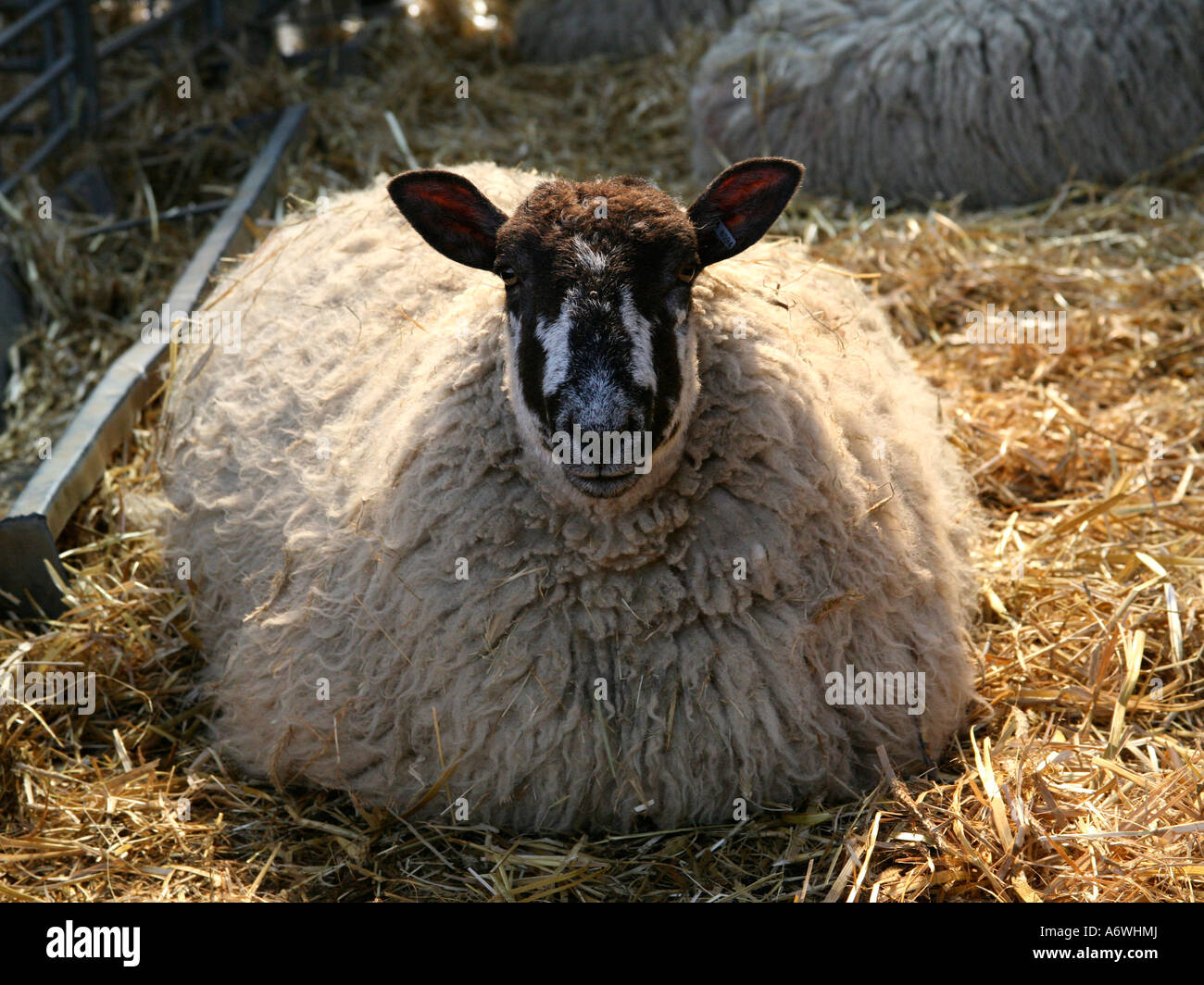 Ein großer schwanger Schaf in einer Scheune. Stockfoto