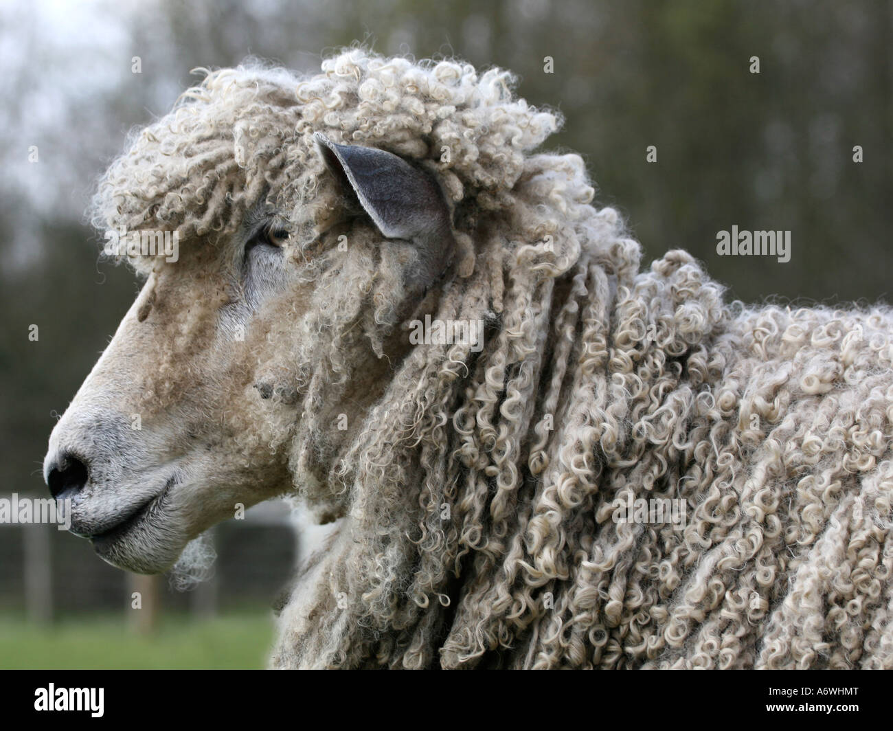 Ein Profil von einem Leicester Longwool Schafe. Stockfoto