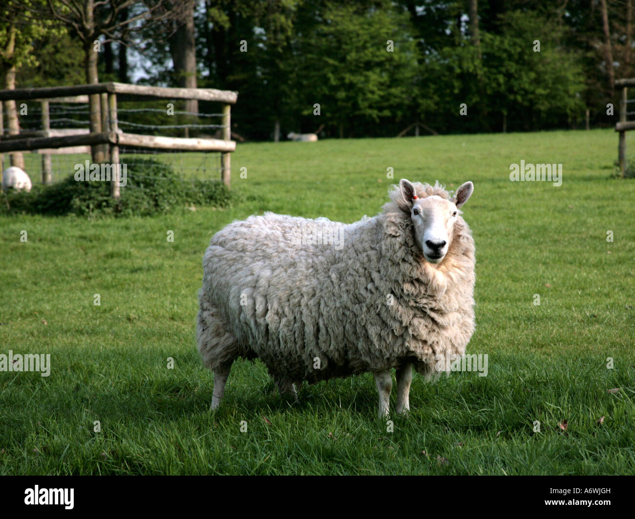 Eine große weiße Leicester Longwool stehende in einem Feld. Stockfoto