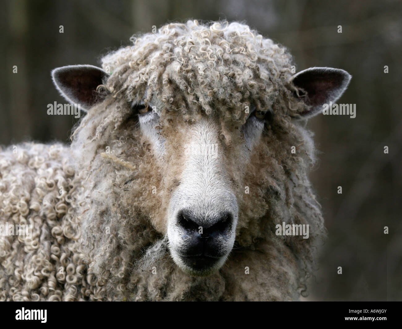 Weiße Leicester Longwool Schafe. Stockfoto