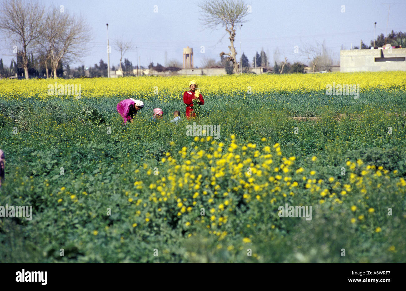 Syrien, Damaskus, Frauen, die die Feldern arbeiten. Stockfoto