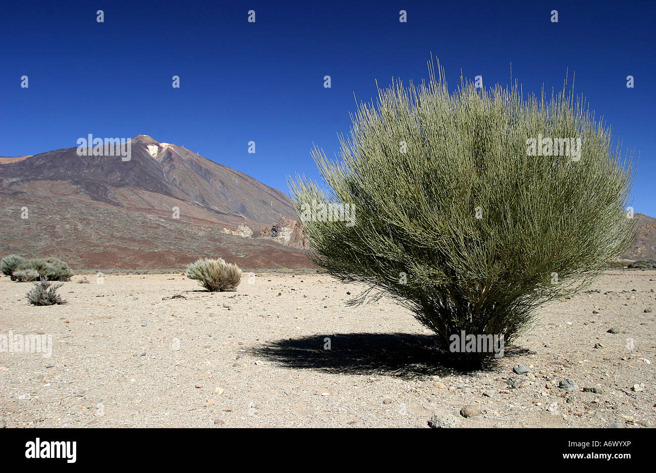 Las Cañadas - Mount Tedie Caldera Teneriffa Kanaren Spanien Stockfoto