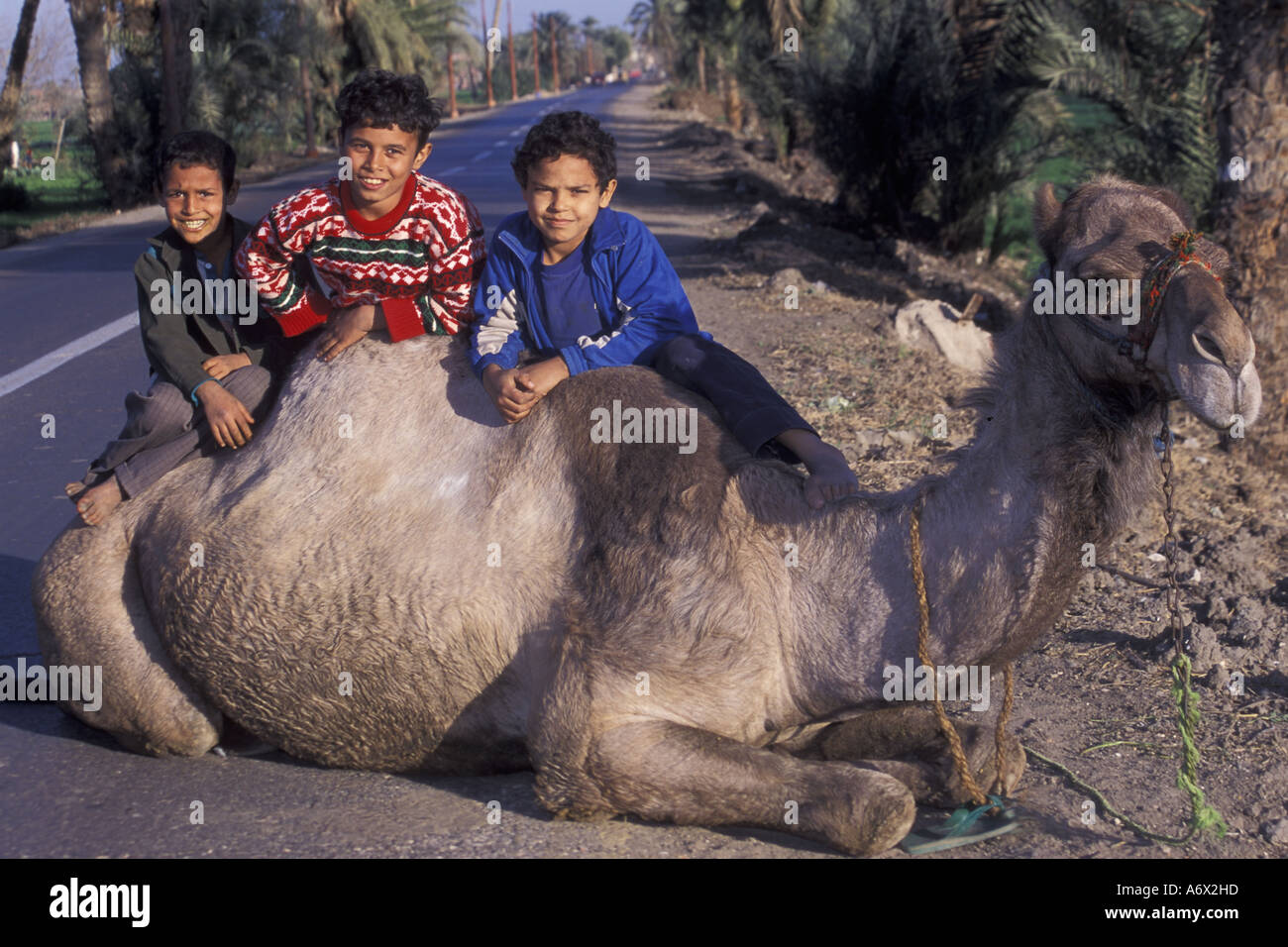 Junge Boys ruhen ihre Kamel Al Fayoum in Ägypten Stockfoto