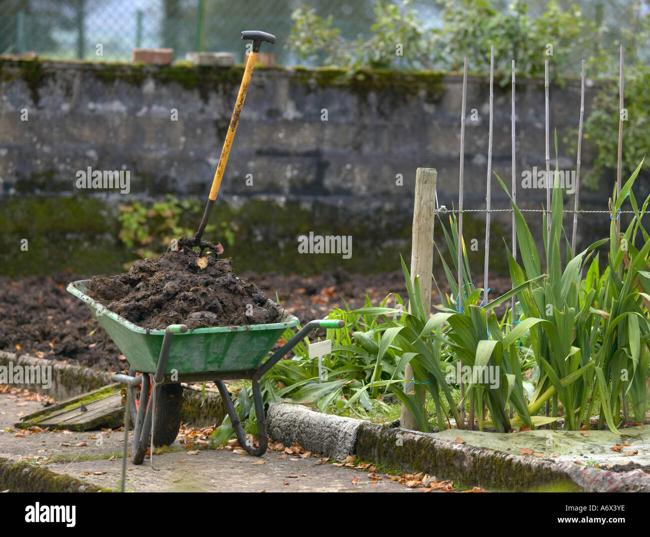 Gemüsegarten, gefüttert mit Gülle Stockfoto