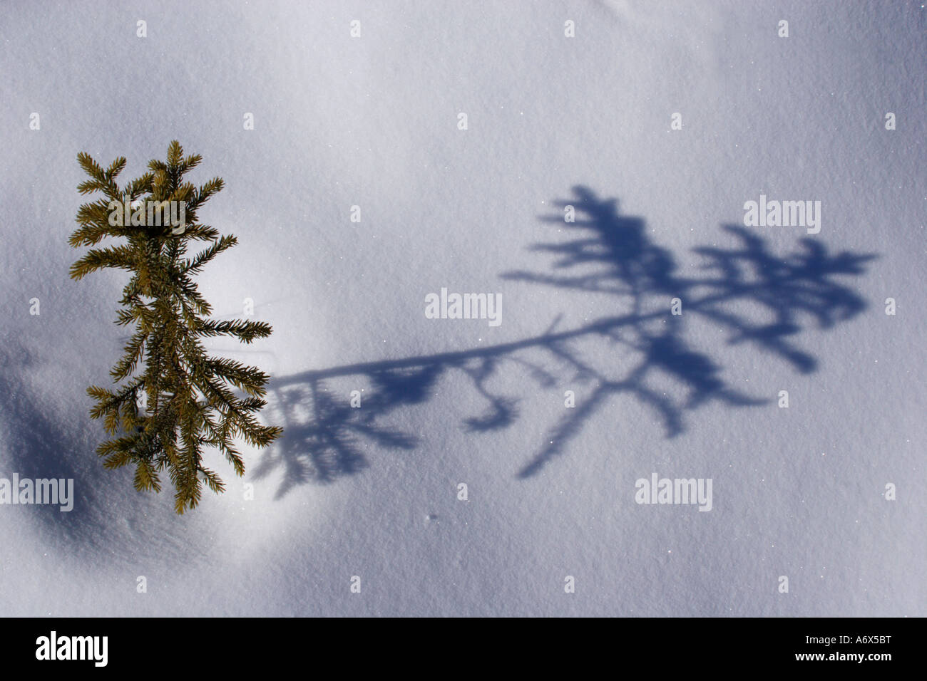 Eine junge weiß-Fichte (Picea Glauca) stößt sich durch den Schnee in der Nähe von Fairbanks, Alaska. Stockfoto