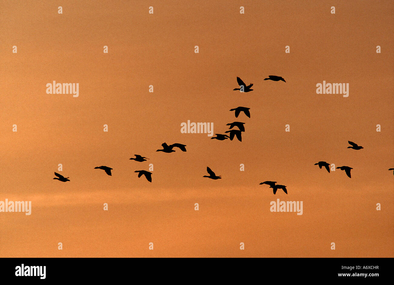 Pink-footed Gänse (Anser Brachyrhynchus) bei Sonnenuntergang Stockfoto