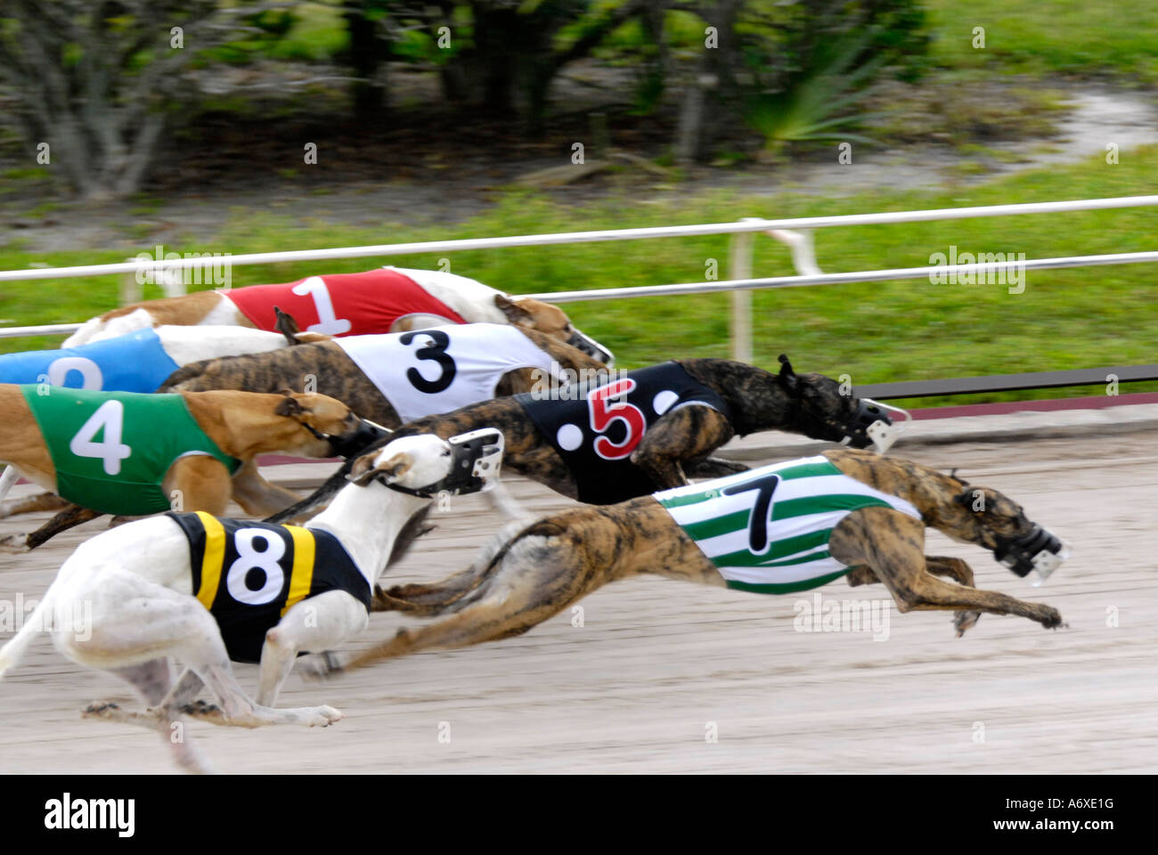 Greyhound-Hunderennen an der Sarasota Kennel Club Hund Strecke in Sarasota Florida FL Fla Stockfoto