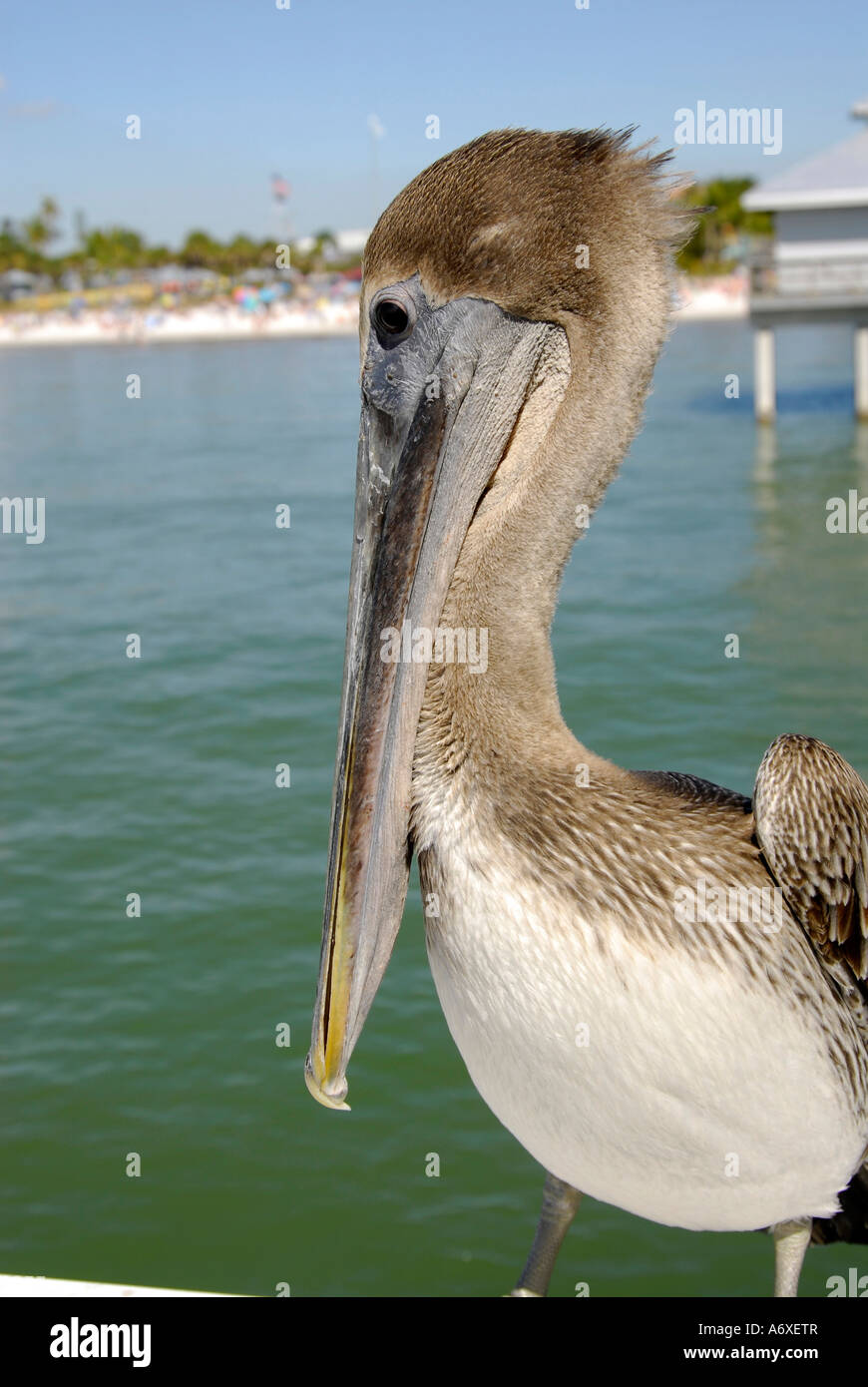 Freundlichen Pelikan auf dem Pier am Fort Ft Myers Beach Florida FL Stockfoto