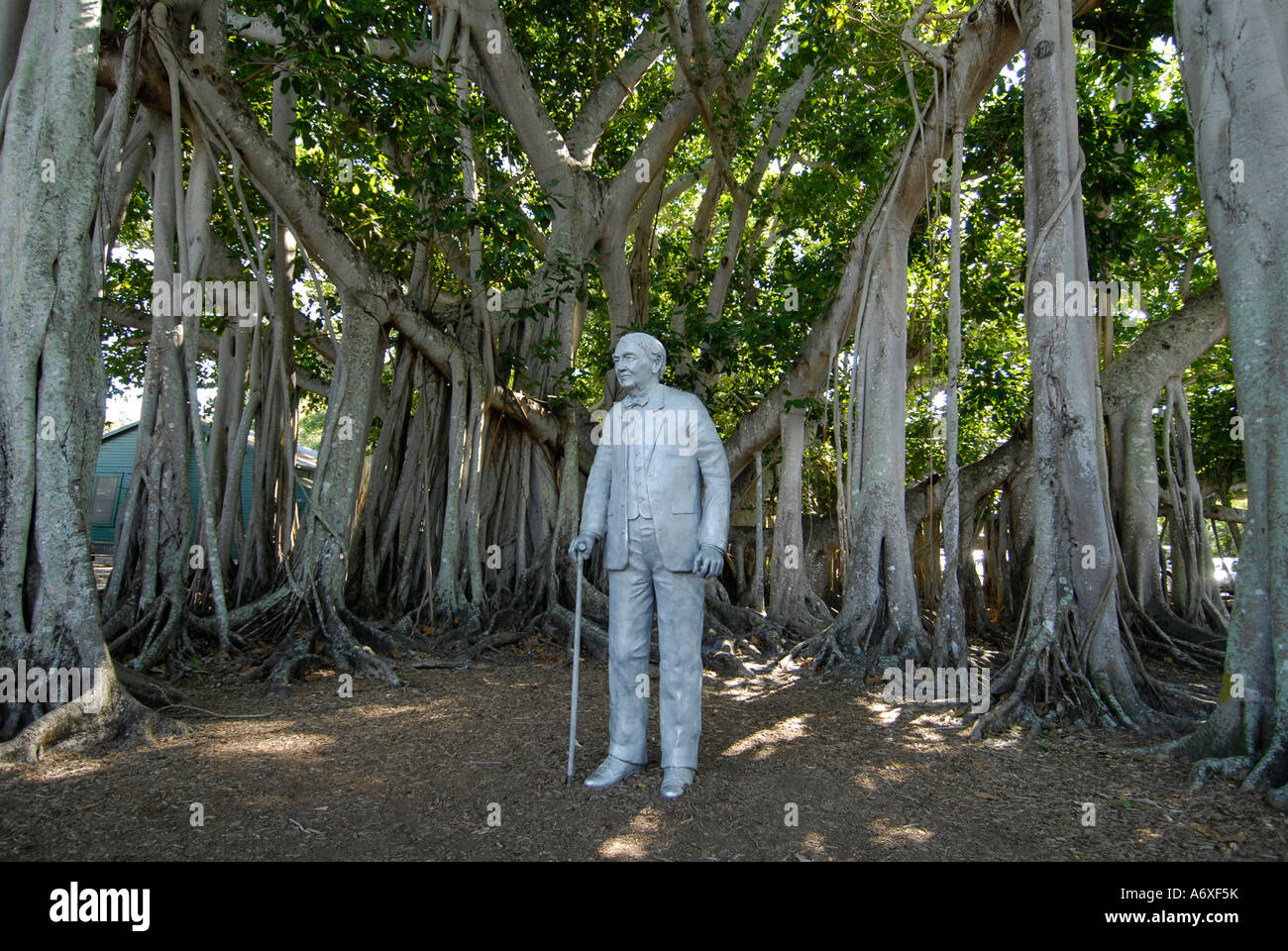 Statue von Thomas Alva Edison in Banyan-Baum bei Edison und Ford Winter Estates Südwest Ft Meyers Fort Myers Florida FL Stockfoto