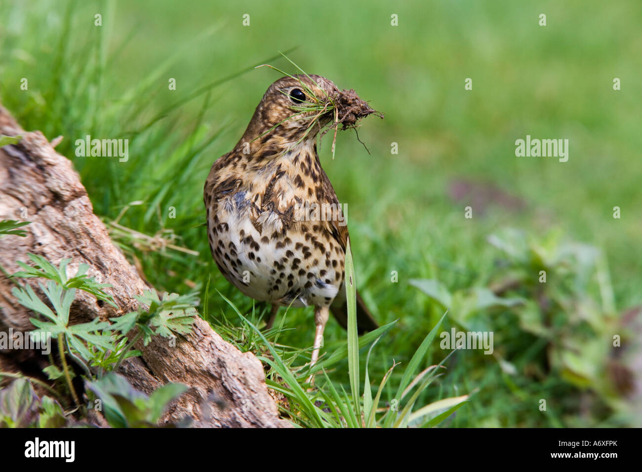 Singdrossel Turdus Philomelos stehenden Warnung mit Schnabel voller Verschachtelung materielle Potton Bedfordshire suchen Stockfoto