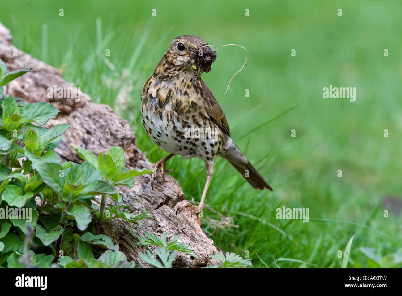 Singdrossel Turdus Philomelos stehend auf Log mit Schnabel voller Schlamm für Nestbau aussehende Warnung mit schönen Hintergrund entschärfen Stockfoto