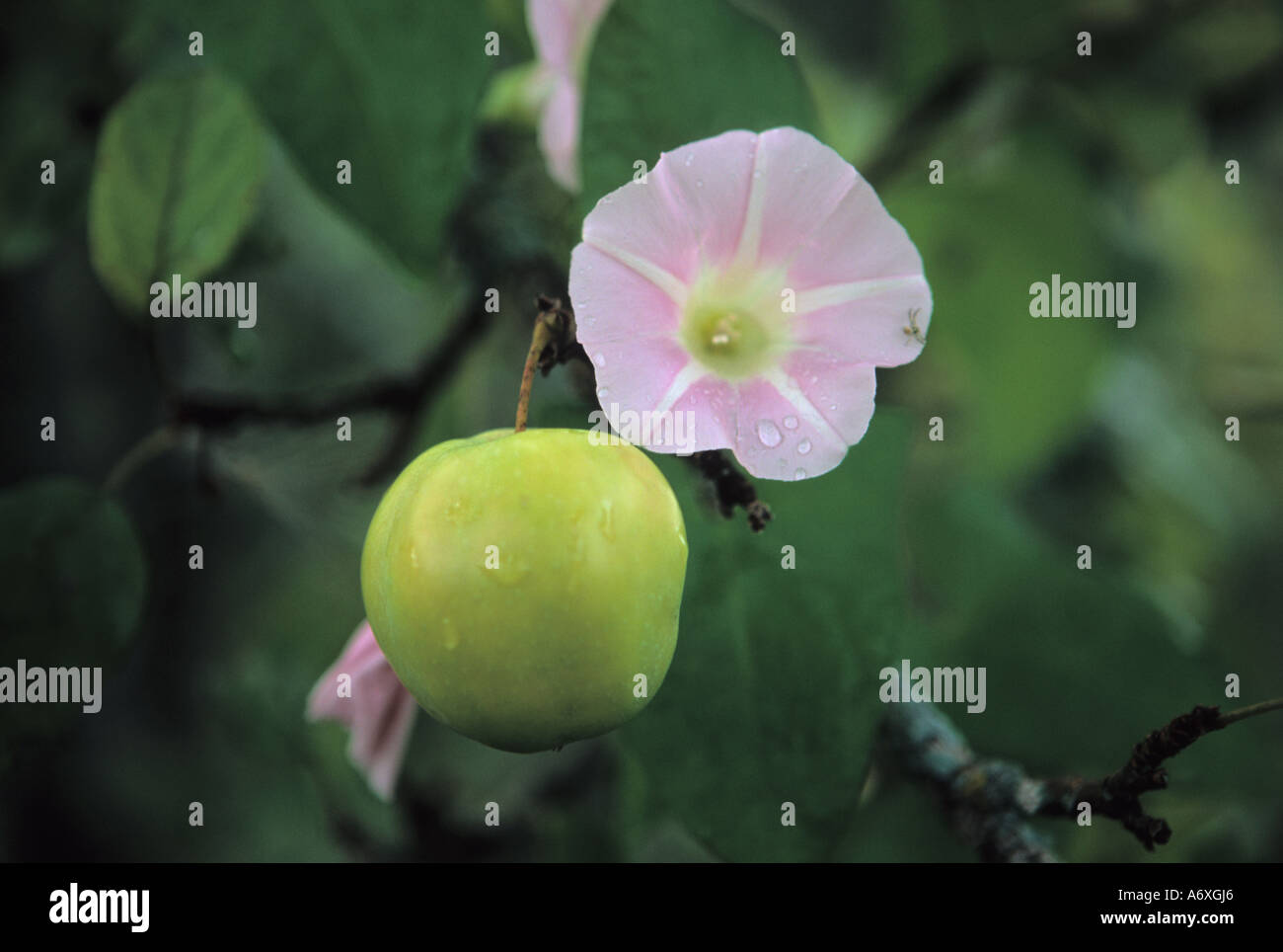 Green Apple und Ackerwinde Blume Convolvulus arvensis Stockfoto