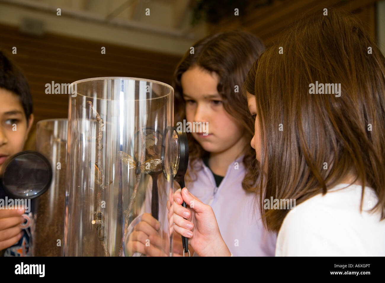 Konserven Ryerson Studenten verwenden Lupe Zikaden in Plexiglas Rohr Bildungsprogramm zu studieren Stockfoto