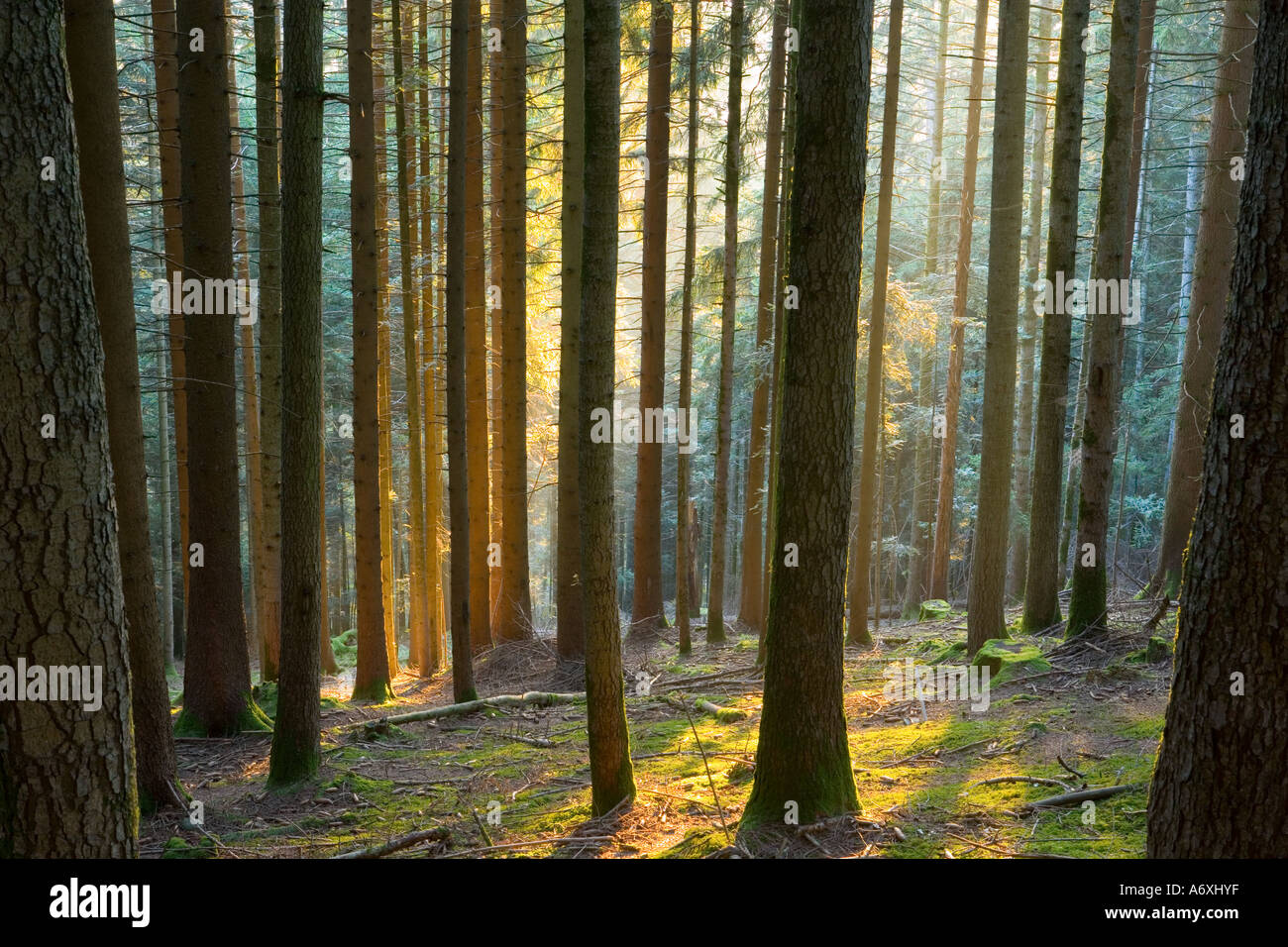 UK Lincolnshire Interieur aus Holz Stockfoto