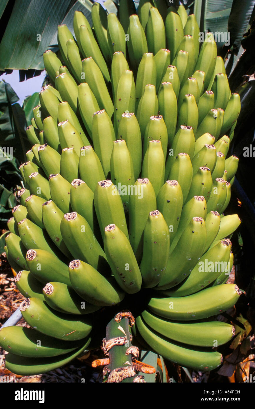 Bananen-Platanos Canarios La Palma Kanarische Inseln Spanien Atlantik Europa Stockfoto