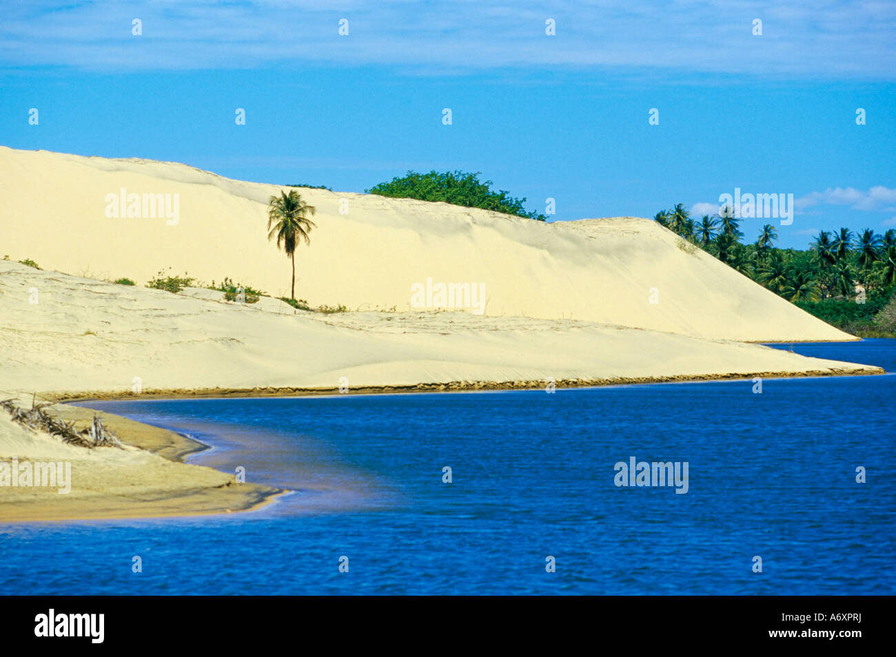 Palmen, Sanddünen und einer Lagune in der Nähe des Ceara-Küste in der Nähe von Canoa Quedrada Ceara Brasilien Südamerika Stockfoto