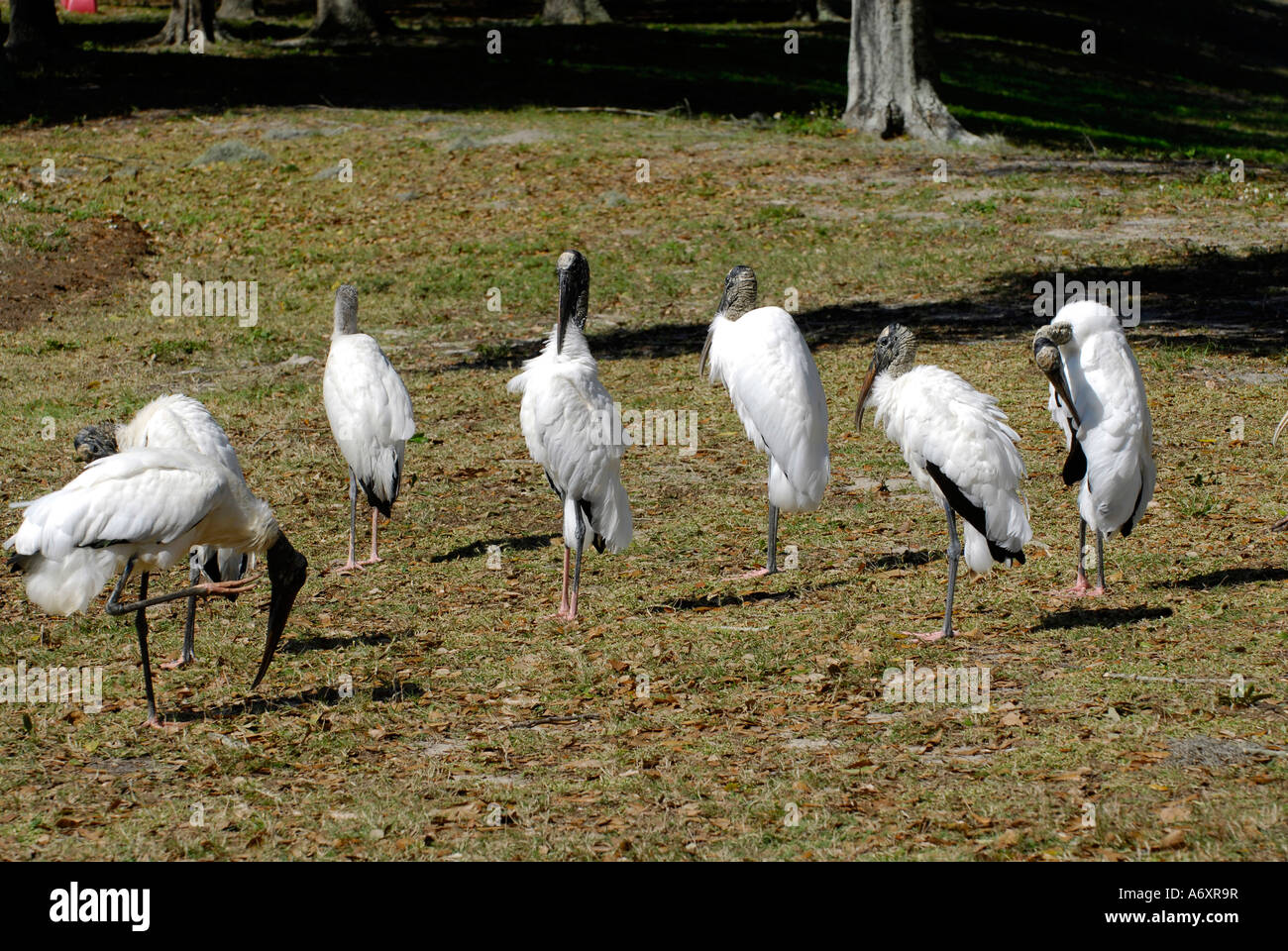 Holz-Störche am Boggy Creek und West Lake Toho Kissimmee Orlando Disney-Themenpark Bereich Florida Stockfoto