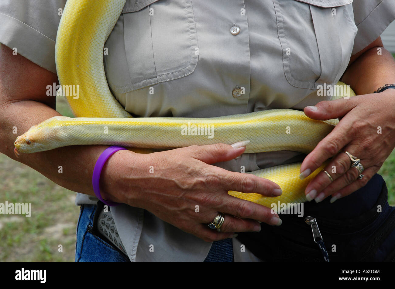 Frau hält birmanische Haustier Albino-Python am Festival in Nordflorida. Stockfoto