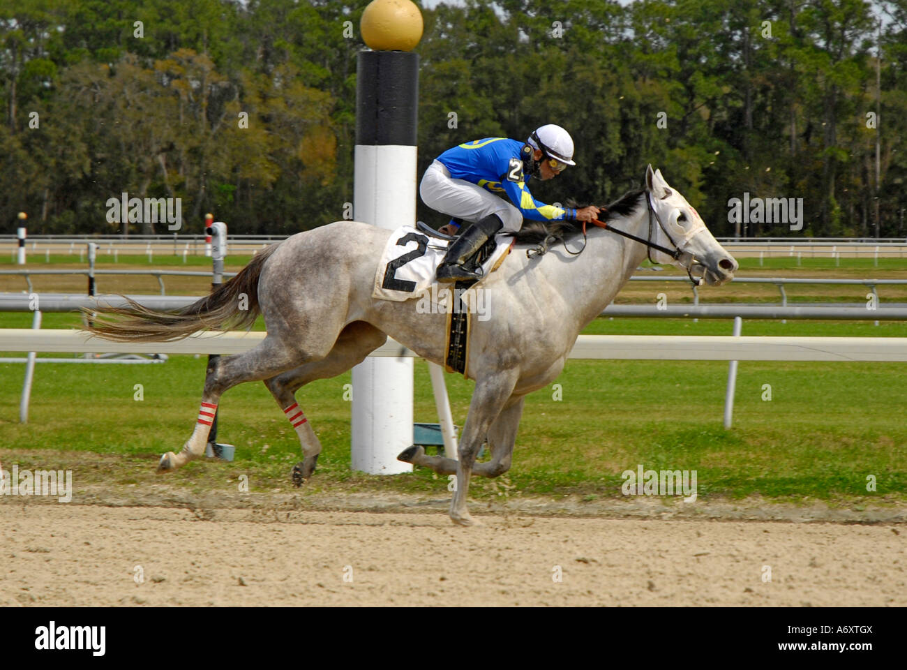 Vollblüter Pferderennen Tampa Bay Downs Florida FL Tampa Stockfoto