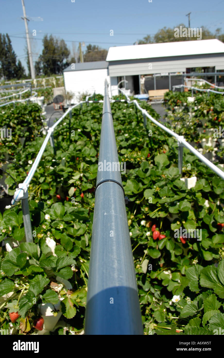 Hydrokultur Erdbeere Landwirtschaft in Ruskin Florida Tampa Hillsborough County Golf Zentral-West Stockfoto