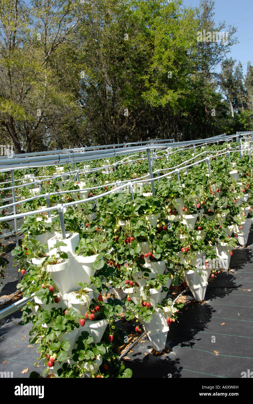 Hydrokultur Erdbeere Landwirtschaft in Ruskin Florida Tampa Hillsborough County Golf Zentral-West Stockfoto
