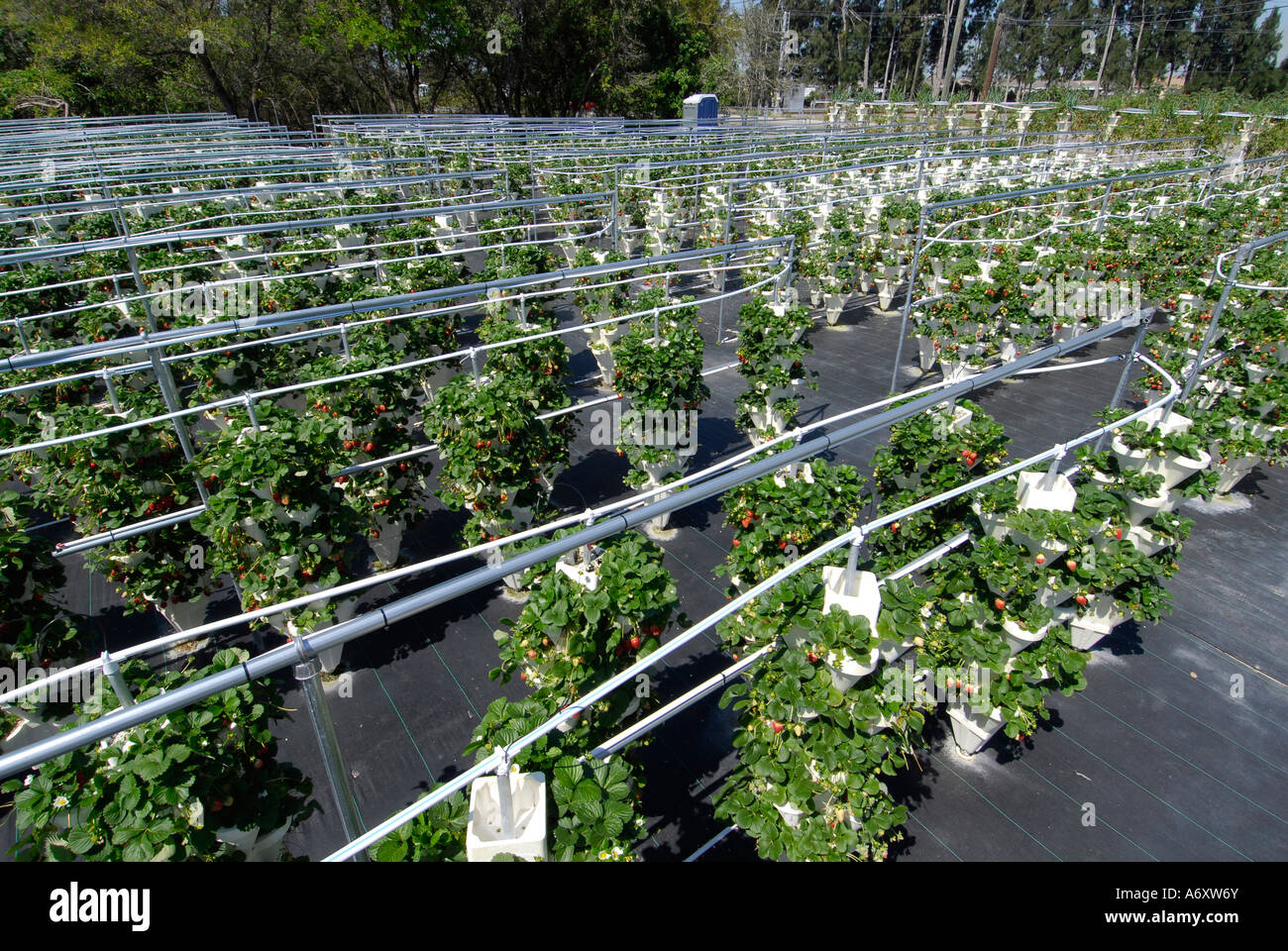 Hydrokultur Erdbeere Landwirtschaft in Ruskin Florida Tampa Hillsborough County Golf Zentral-West Stockfoto