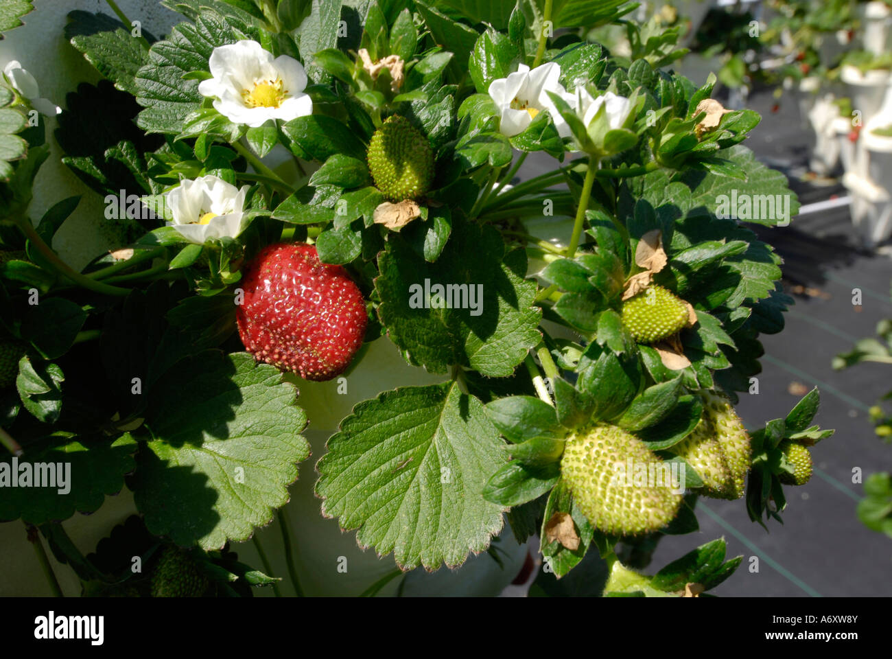 Hydrokultur Erdbeere Landwirtschaft in Ruskin Florida Tampa Hillsborough County Golf Zentral-West Stockfoto