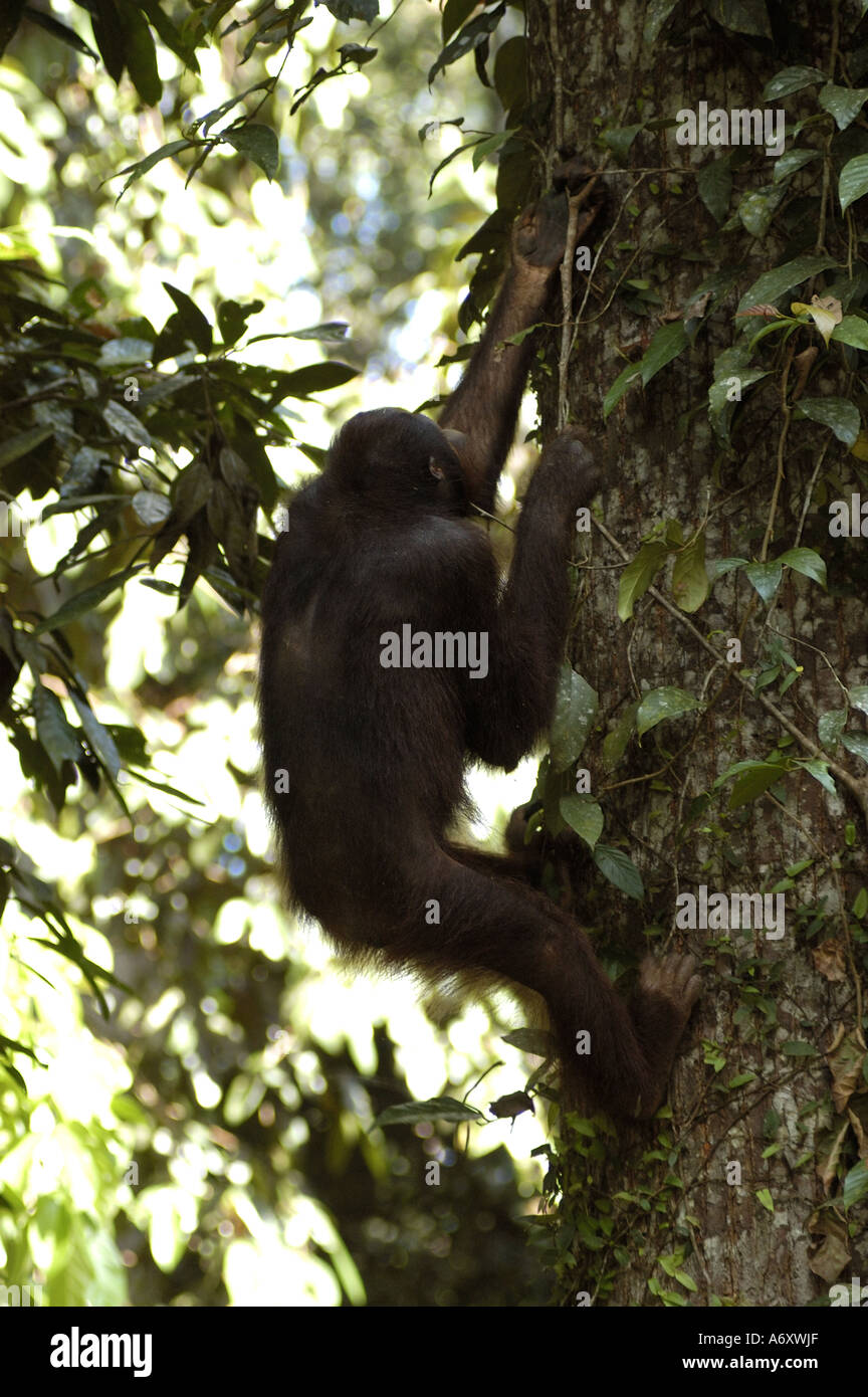 Orang-Utan in der wild - Sabah - Malaysia Stockfoto