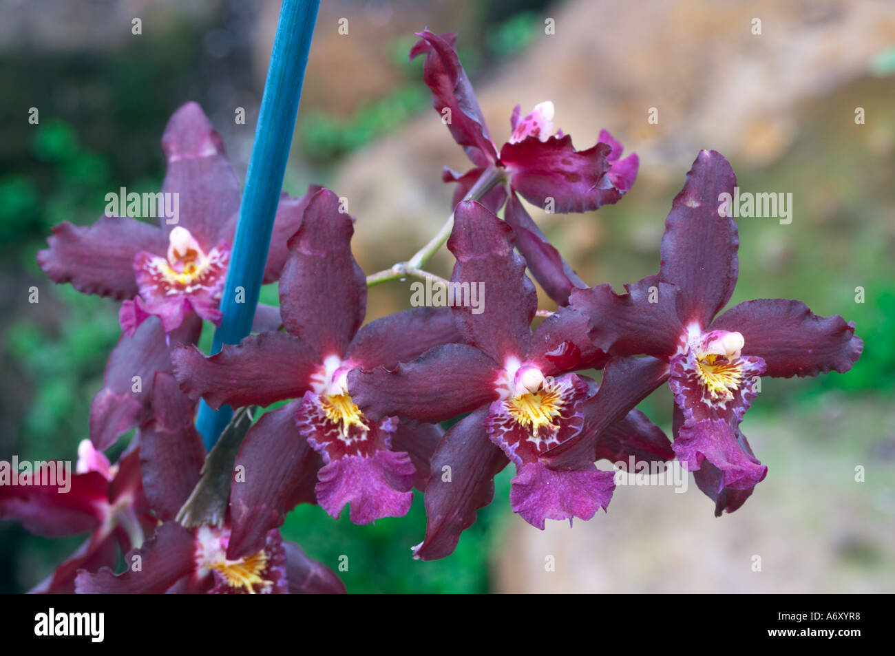 Wilsonara Purple Rain Stockfoto