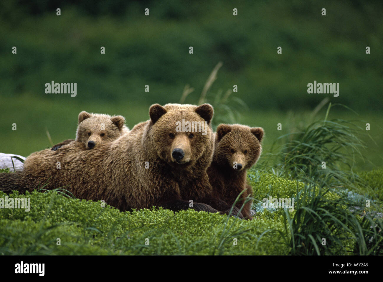 Grizzlybären-Mutter und jungen lag im Bereich Südwesten AK Sommer Stockfoto