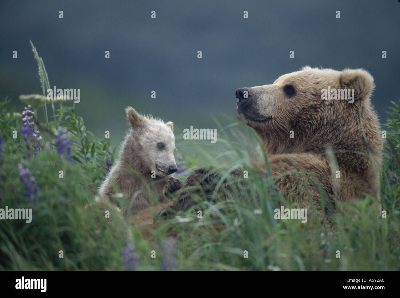 Grizzly Cubs in Grass Hallo Bay Katmai NP Alaska zu säen Stockfoto