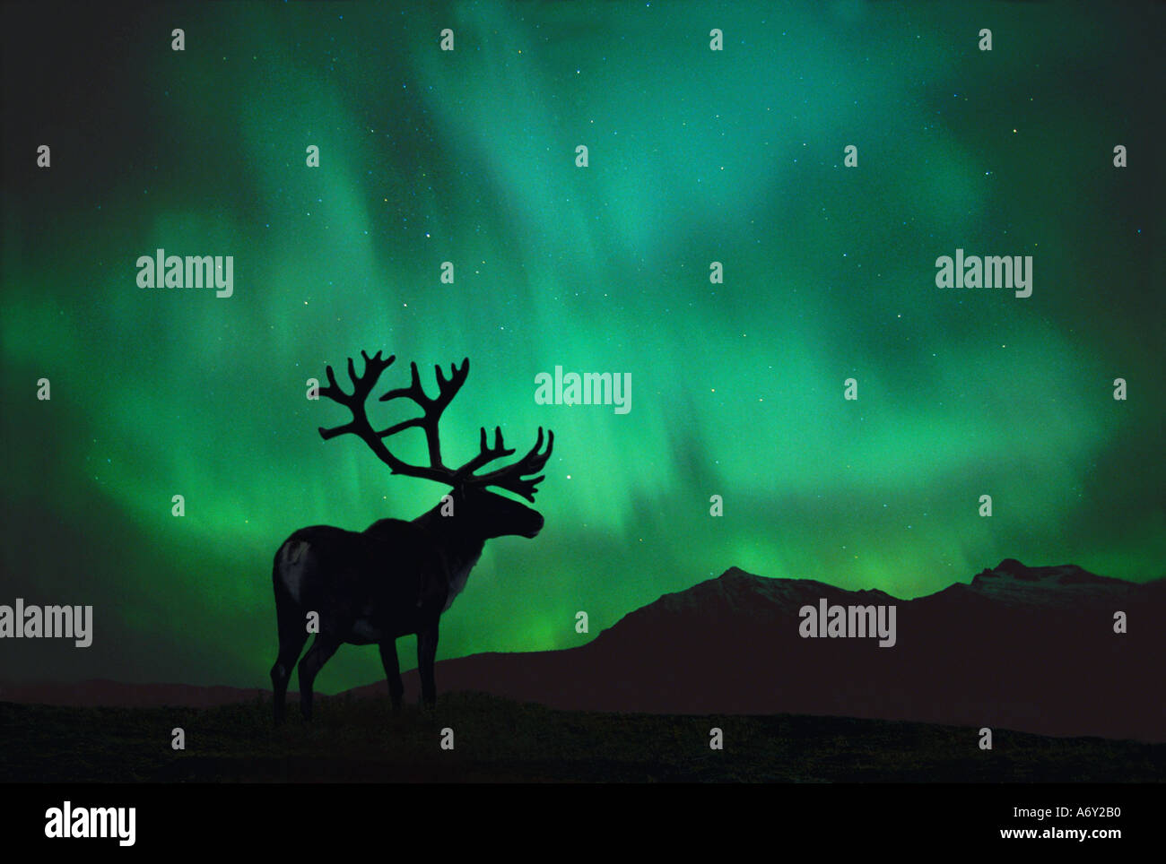 Silhouette von Caribou w Nordlicht Digital Stockfoto