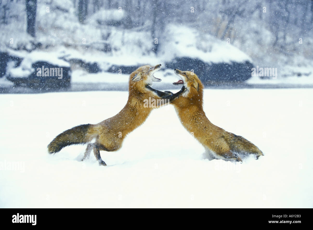 Zwei Gefangene Rotfuchs spielen kämpfen Winter Stockfoto